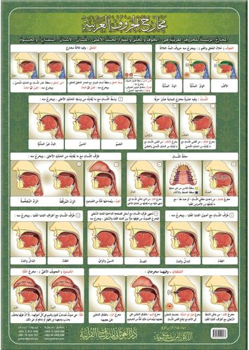 لوحة مخارج الحروف العربية 21 * 30